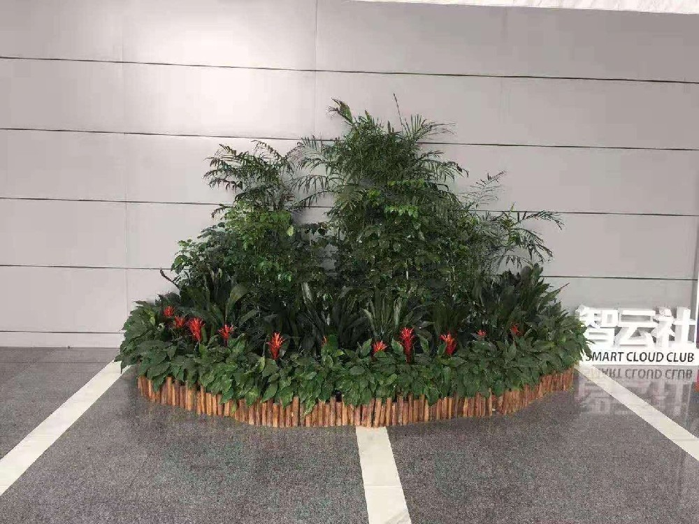 寧波植物出租案例