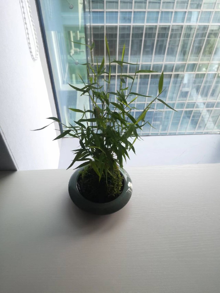 寧波綠植出租案例